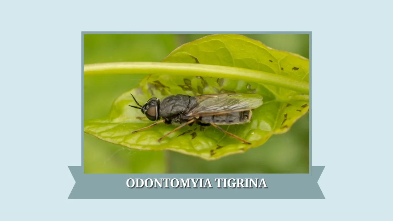 Odontomyia tigrina