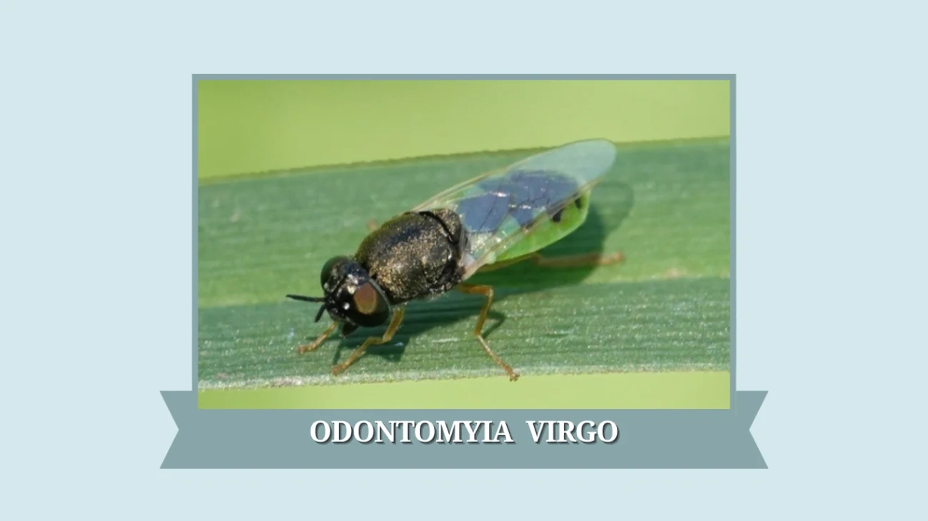 Odontomyia virgo