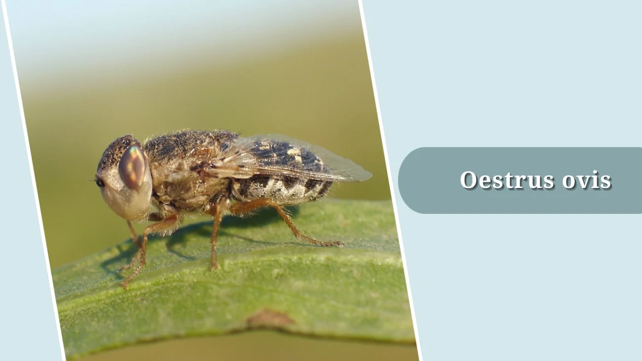 Oestrus ovis