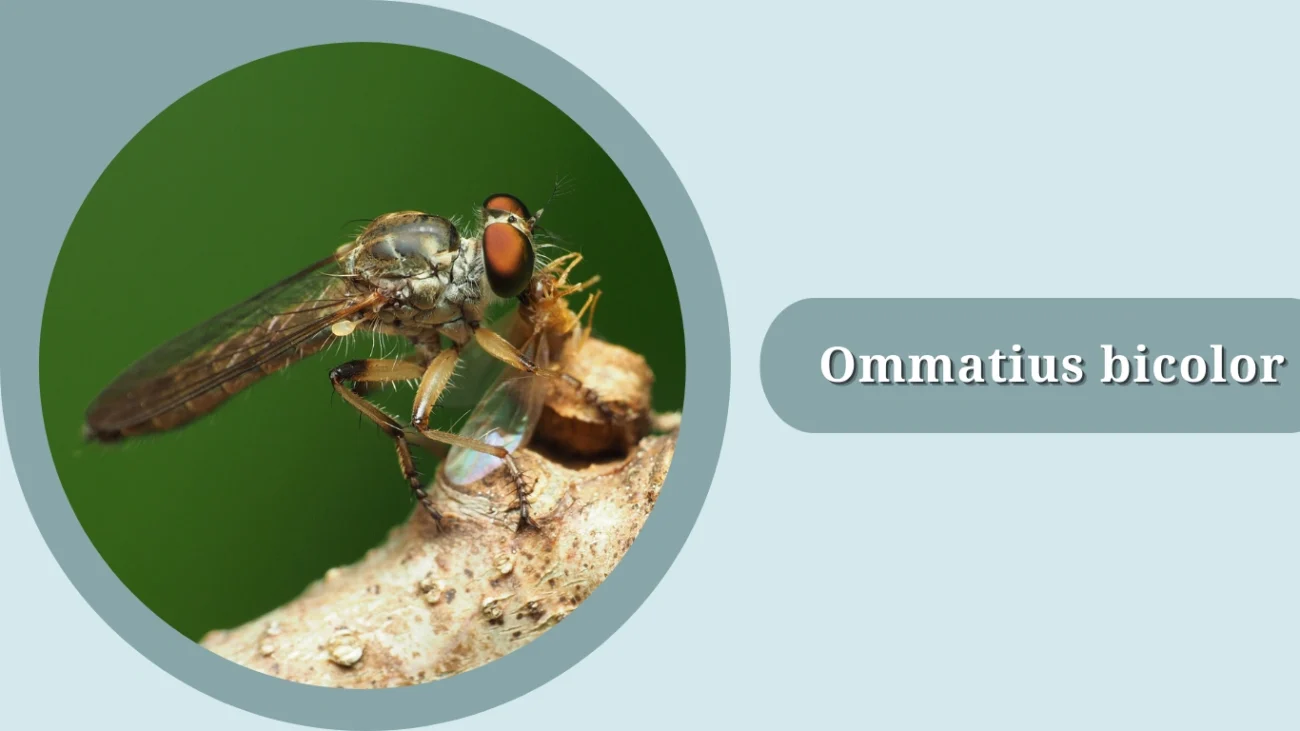 Ommatius bicolor