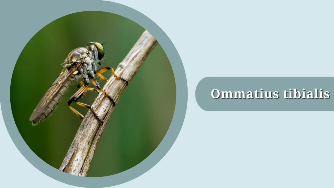 Ommatius tibialis