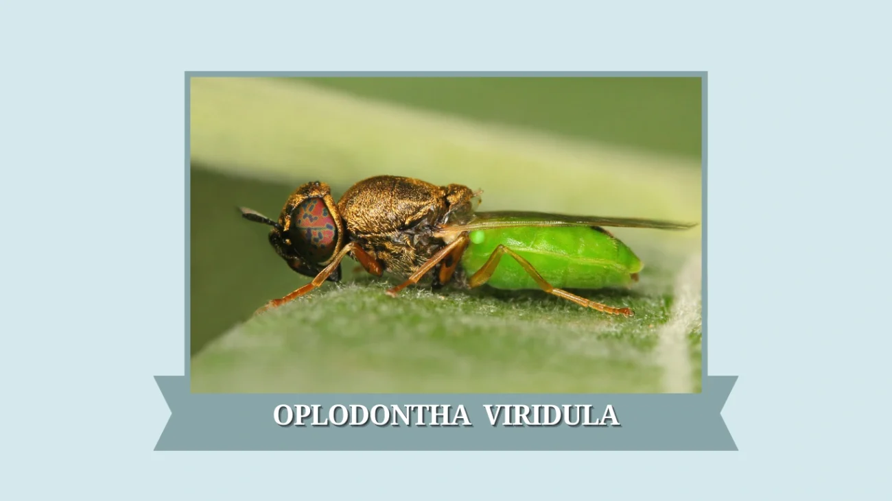 Oplodontha viridula