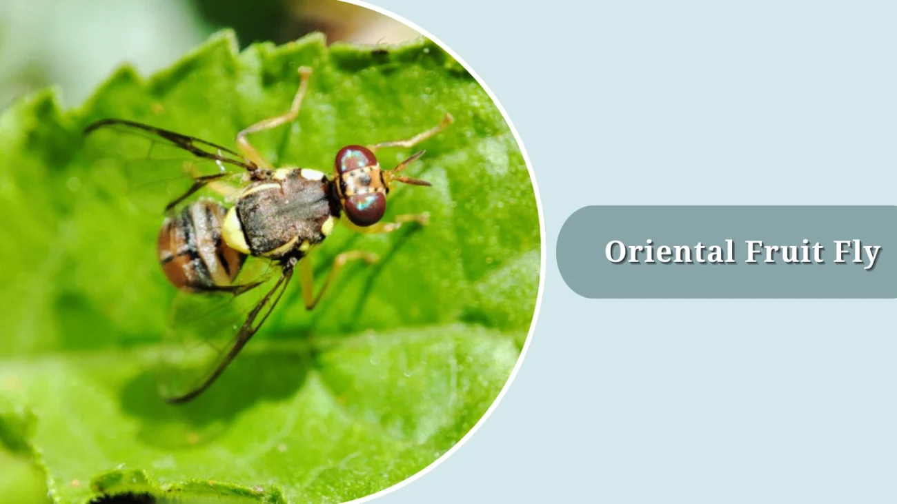 Oriental Fruit Fly