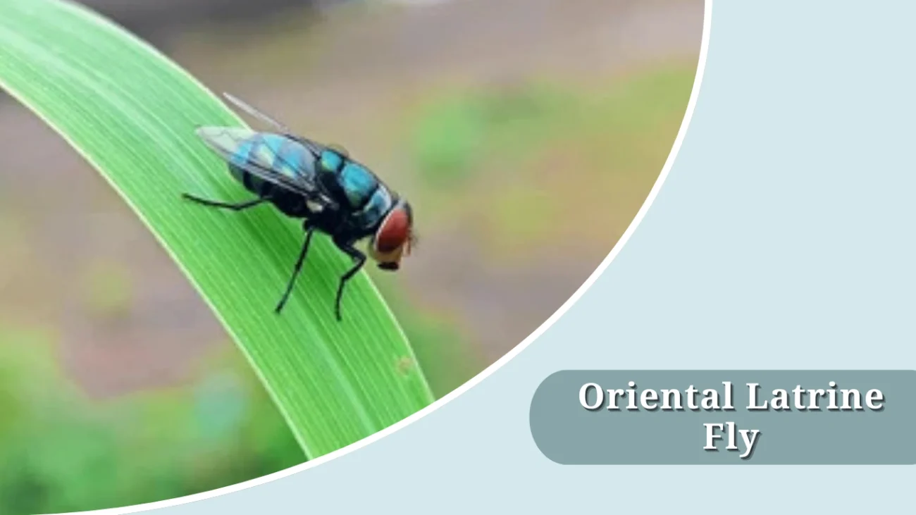 Oriental Latrine Fly