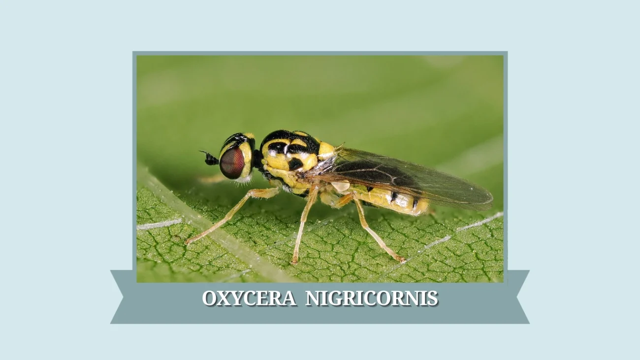Oxycera nigricornis