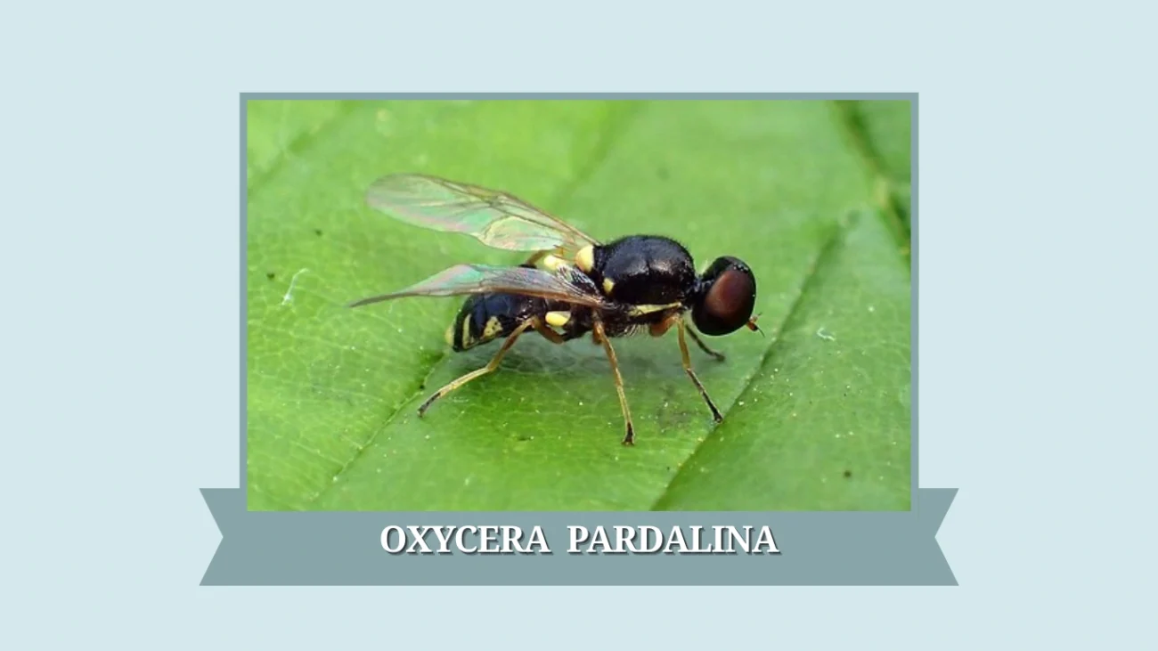 Oxycera pardalina