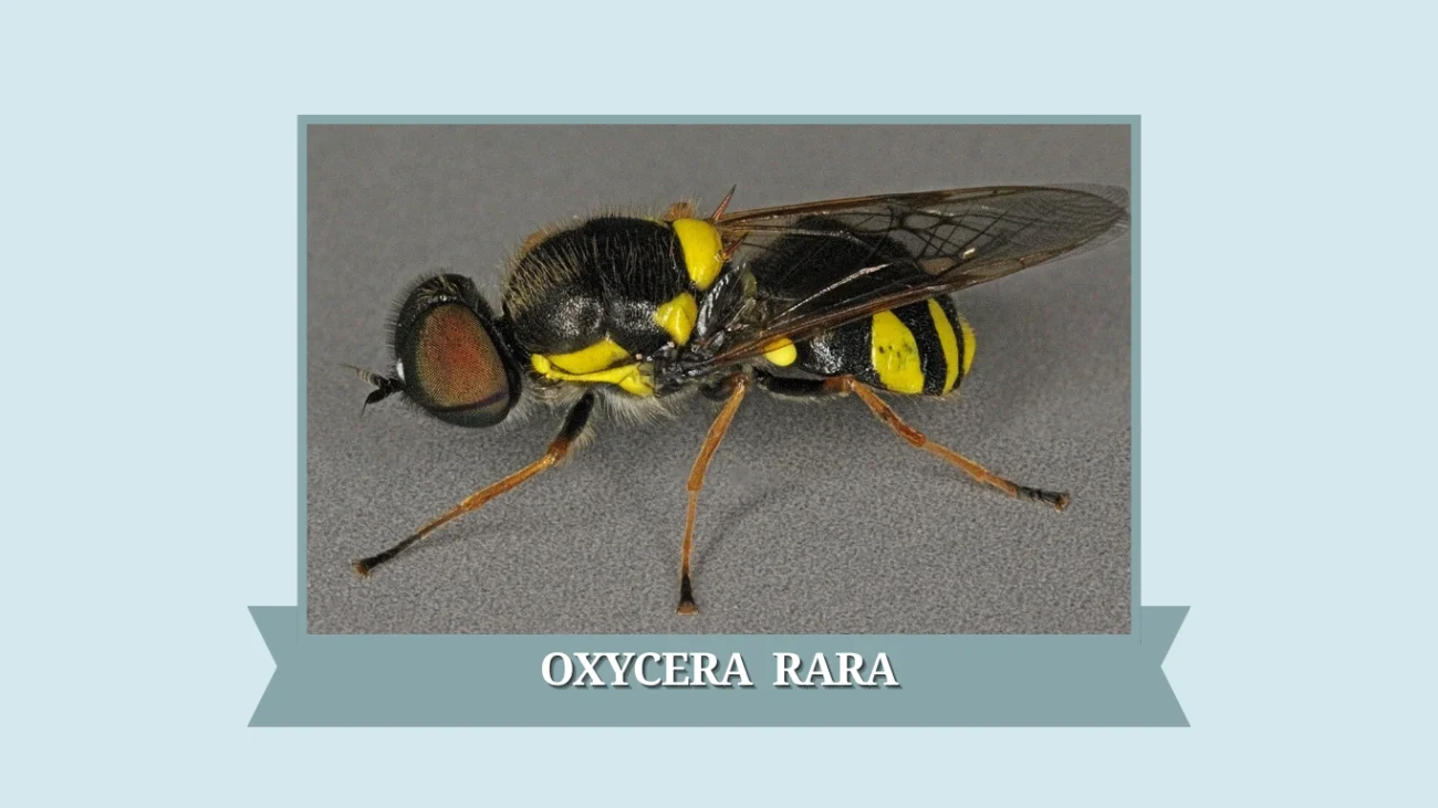 Oxycera rara