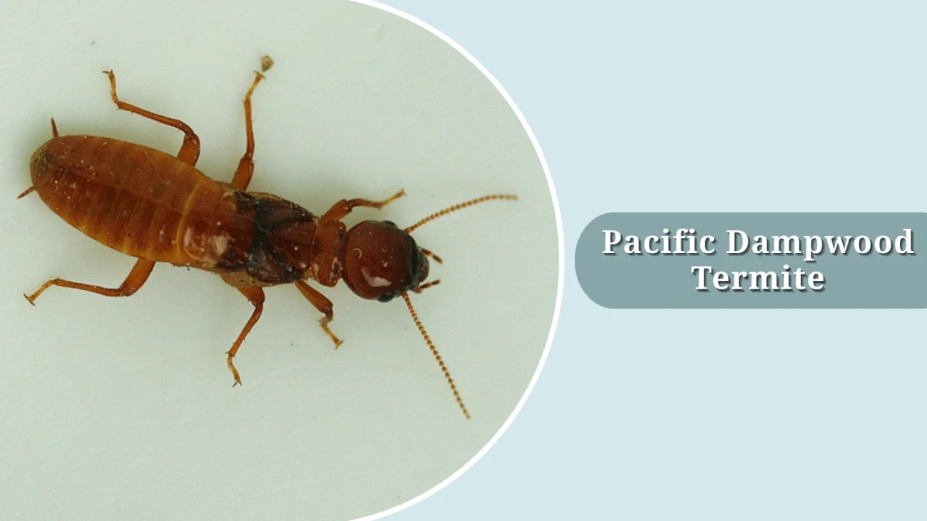 Pacific Dampwood Termite