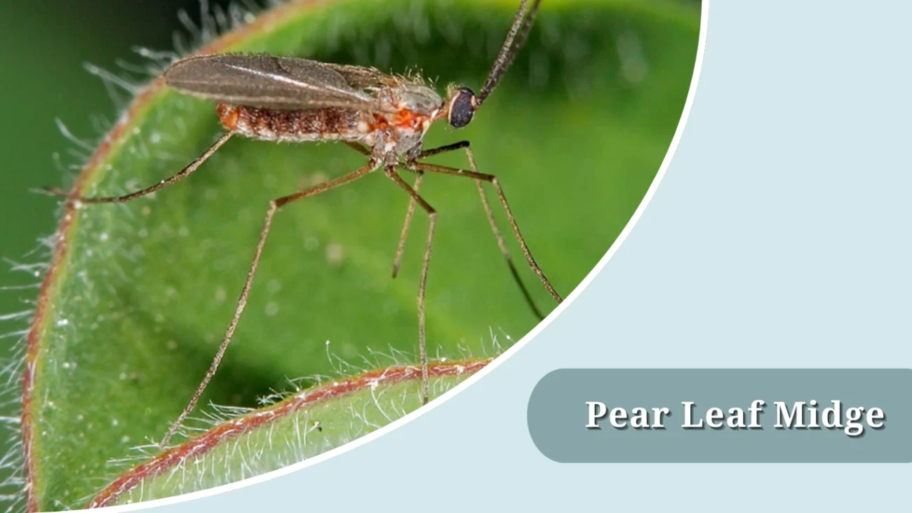 Pear Leaf Midge