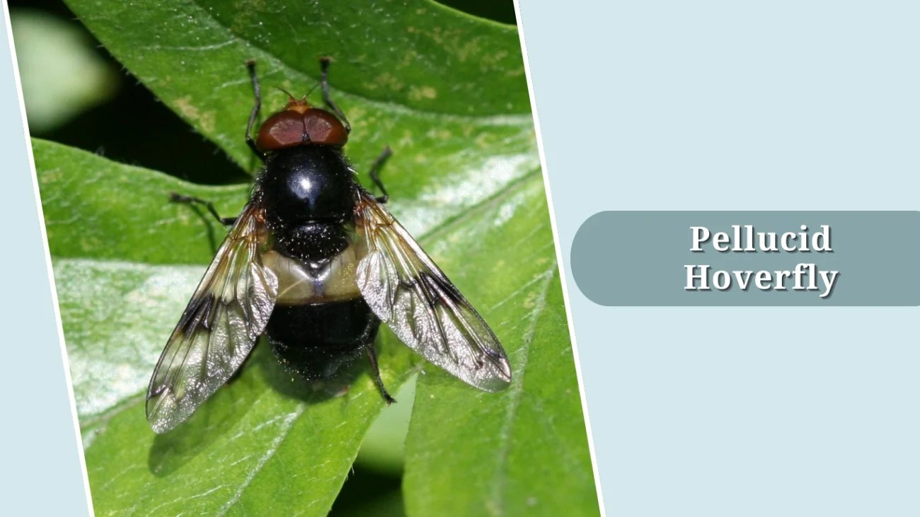 Pellucid Hoverfly