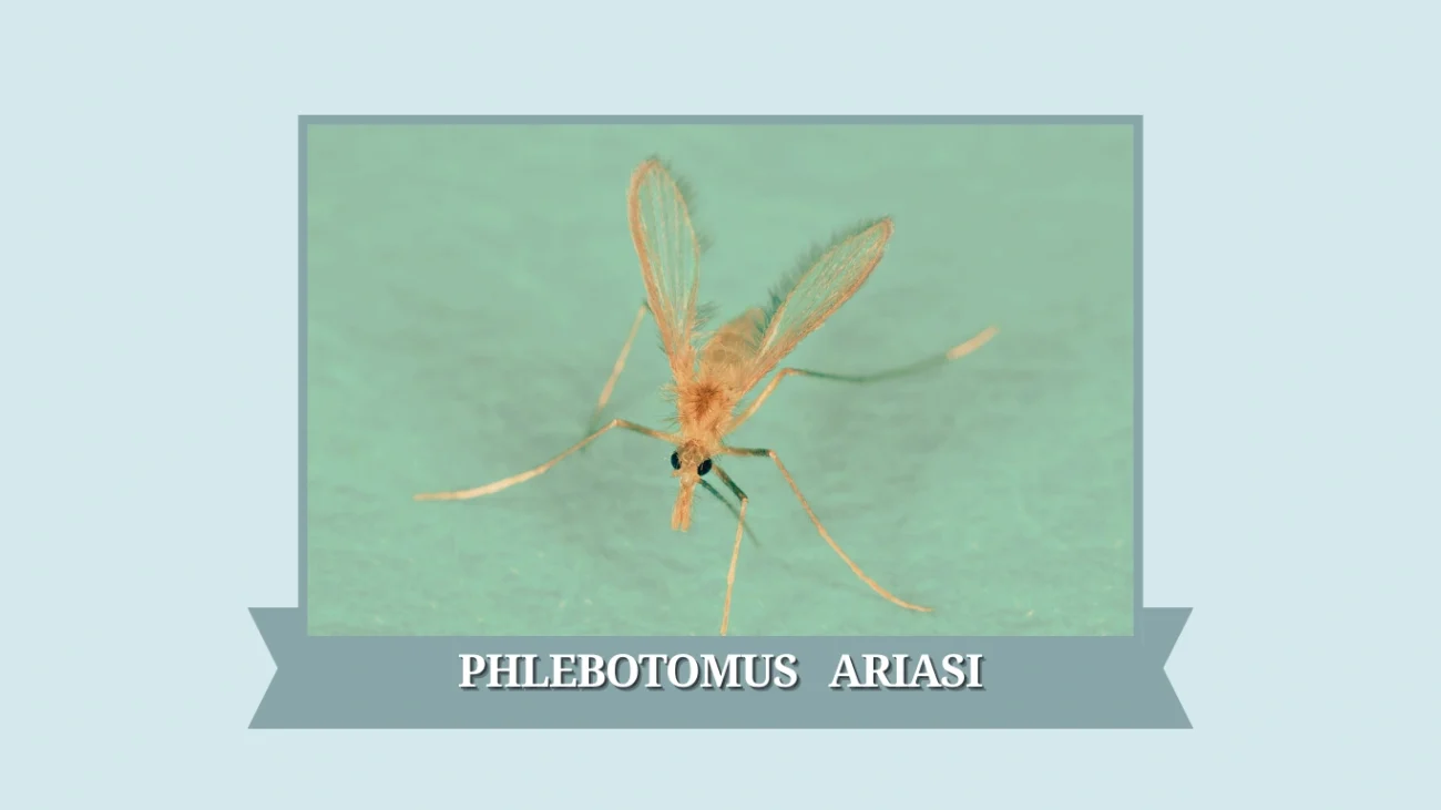 Phlebotomus ariasi