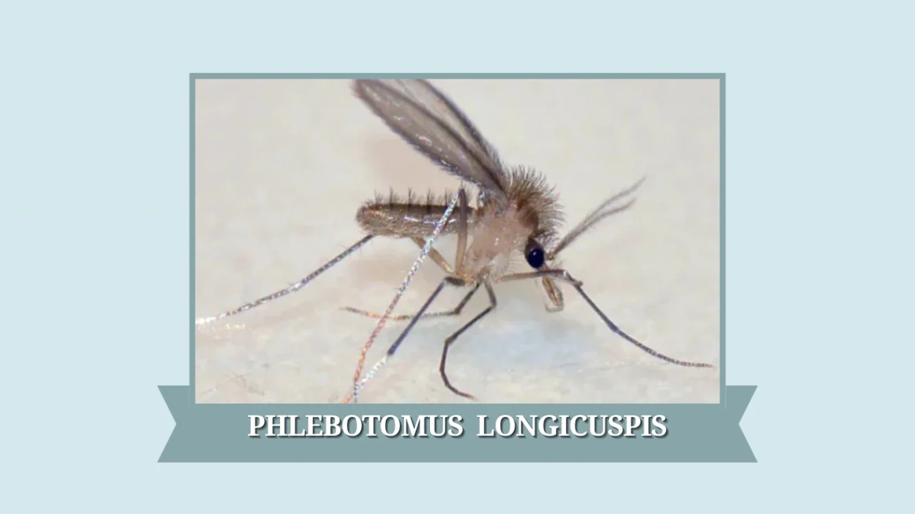 Phlebotomus longicuspis