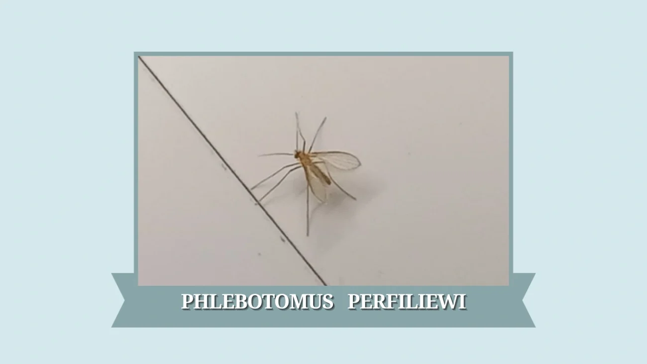 Phlebotomus perfiliewi