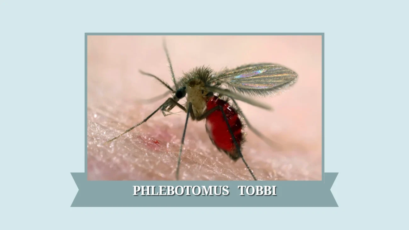 Phlebotomus tobbi