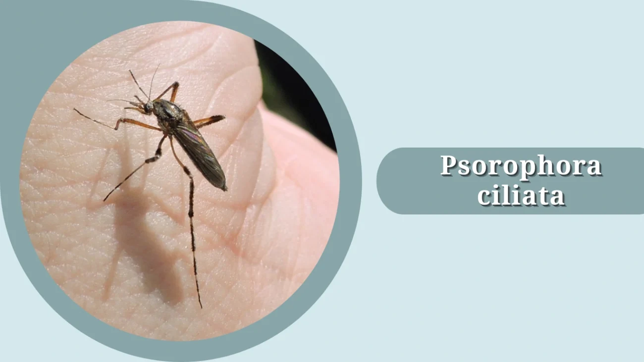 Psorophora ciliata