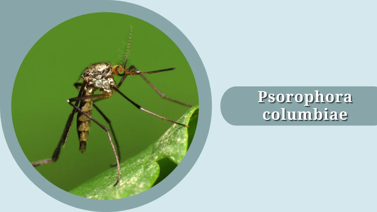Psorophora columbiae