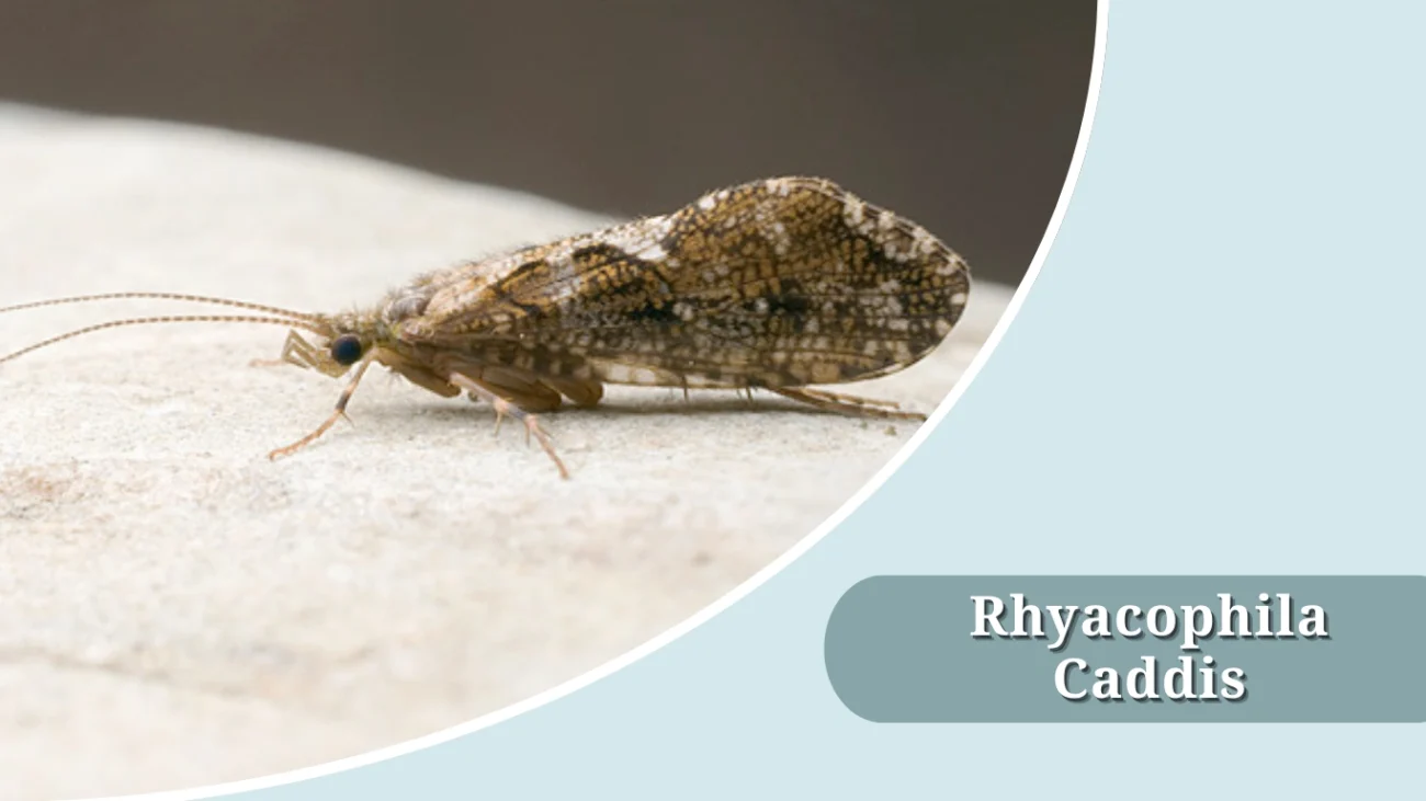 Rhyacophila Caddis