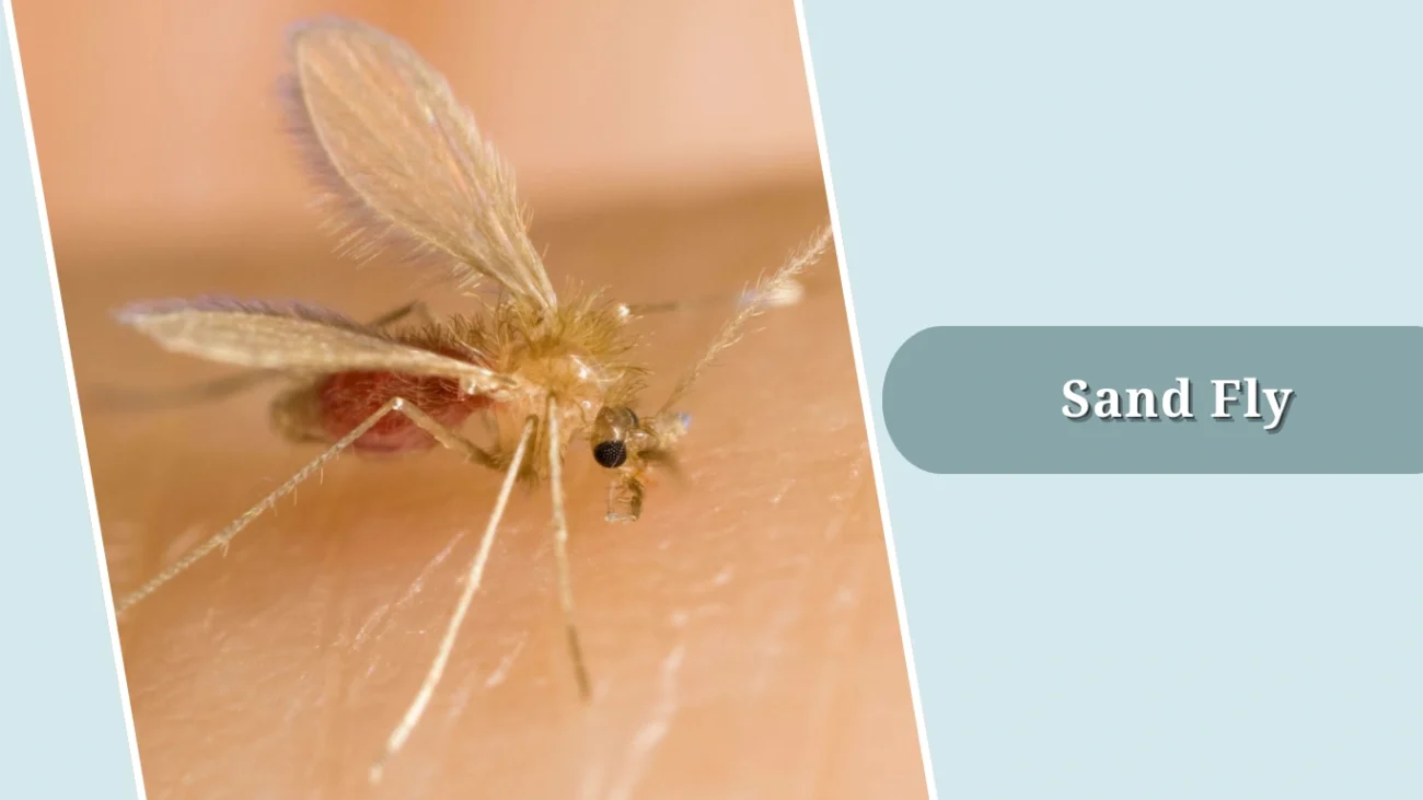 Sand Fly