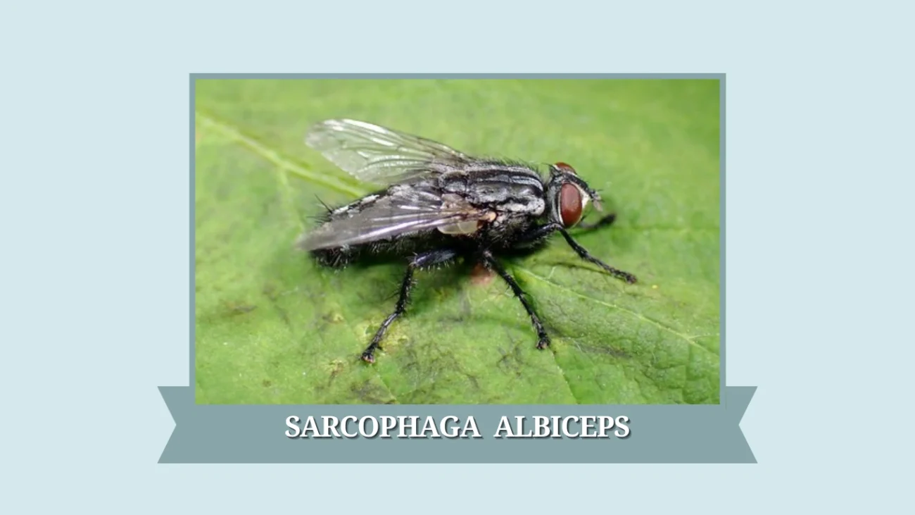 Sarcophaga albiceps