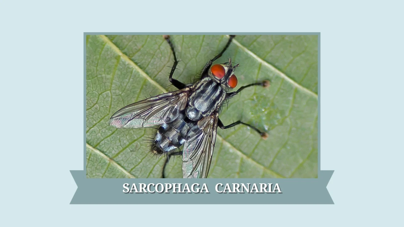 Sarcophaga carnaria