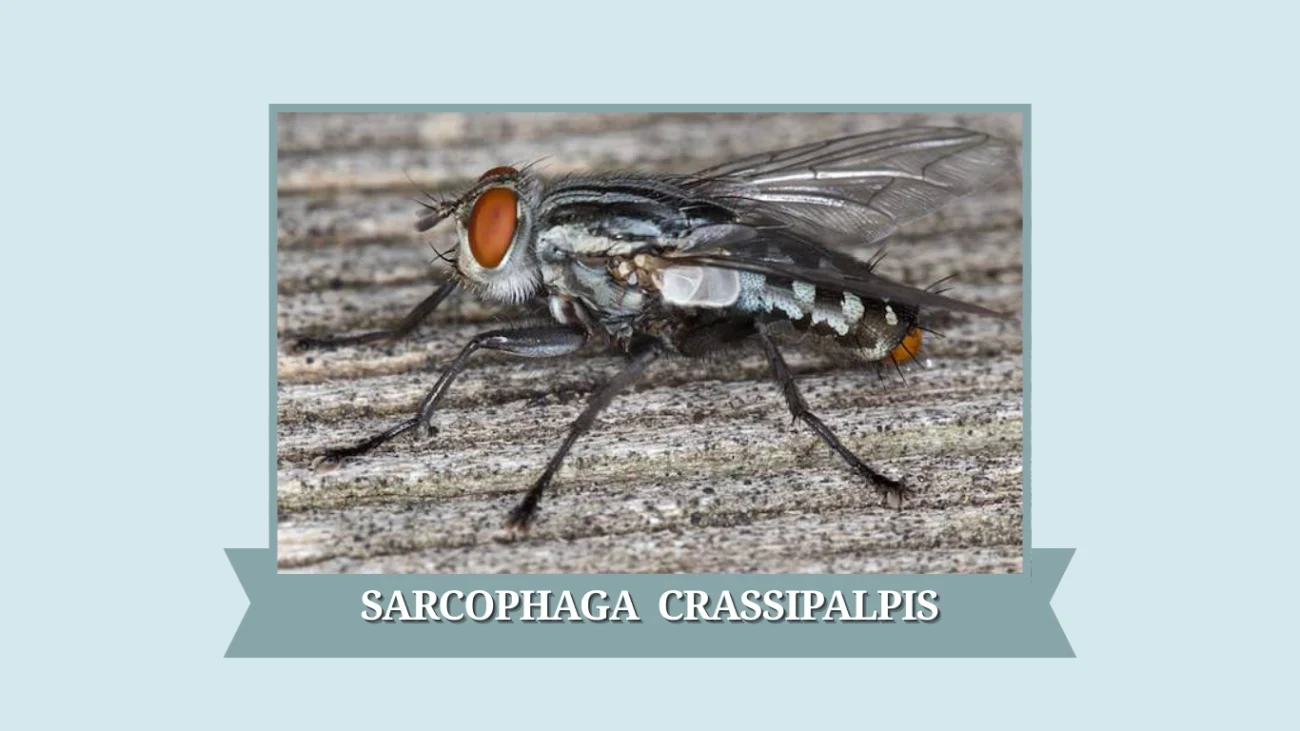 Sarcophaga crassipalpis
