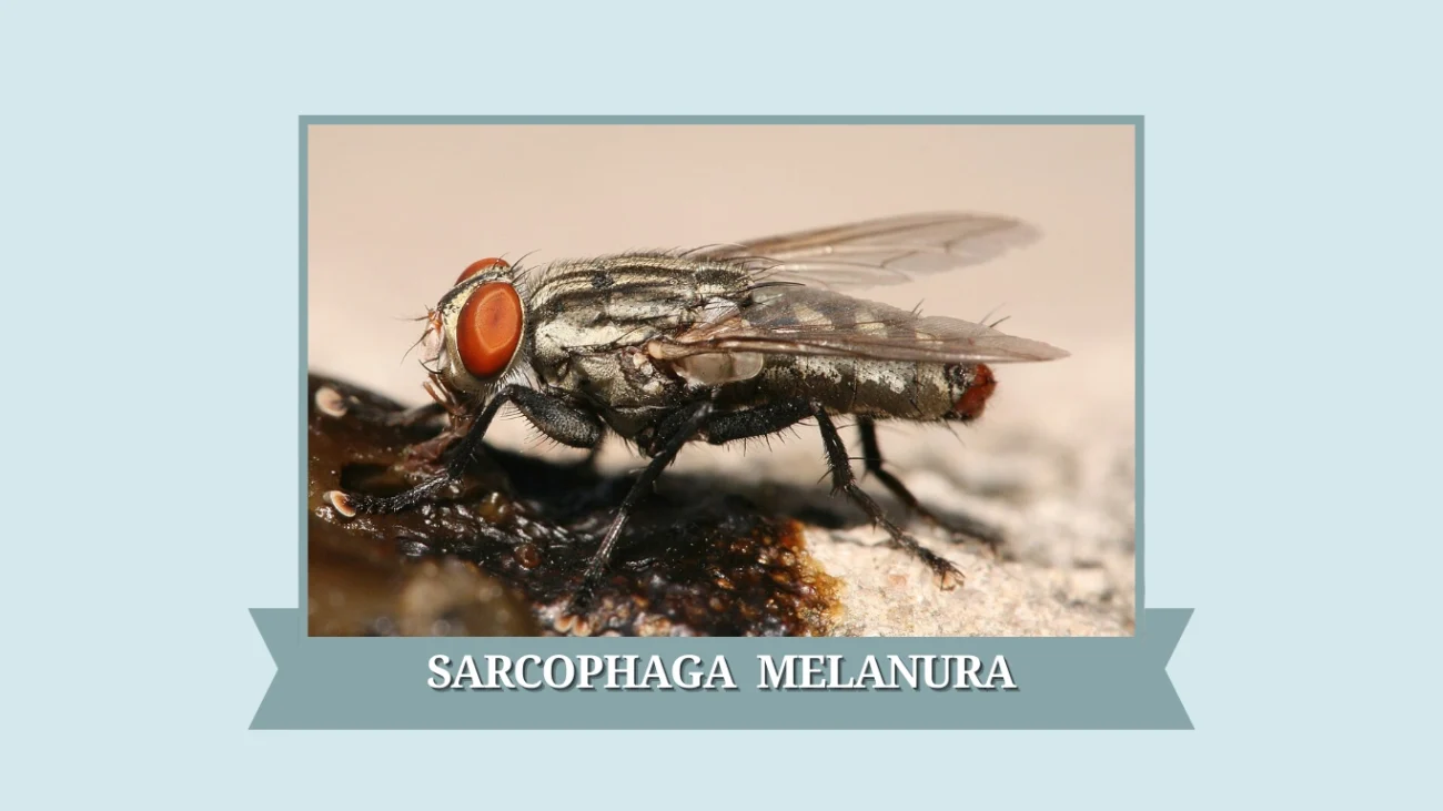 Sarcophaga melanura