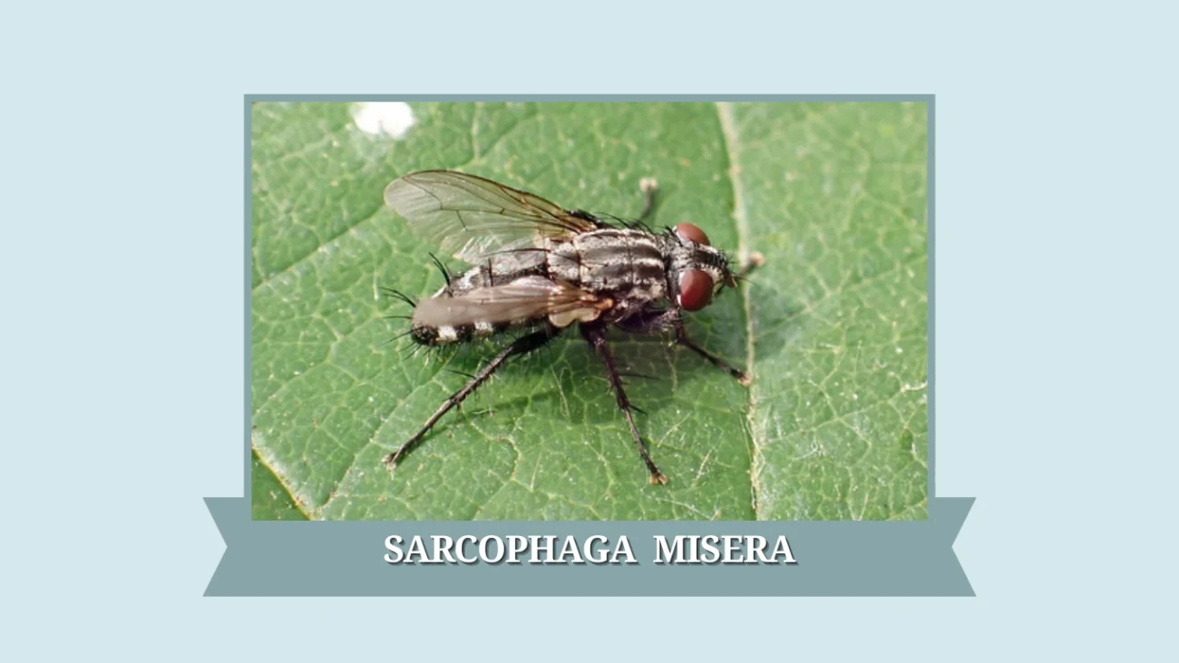 Sarcophaga misera