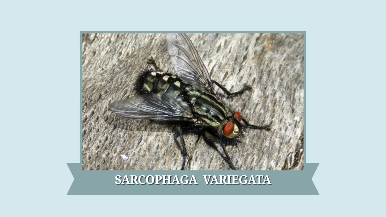Sarcophaga variegata
