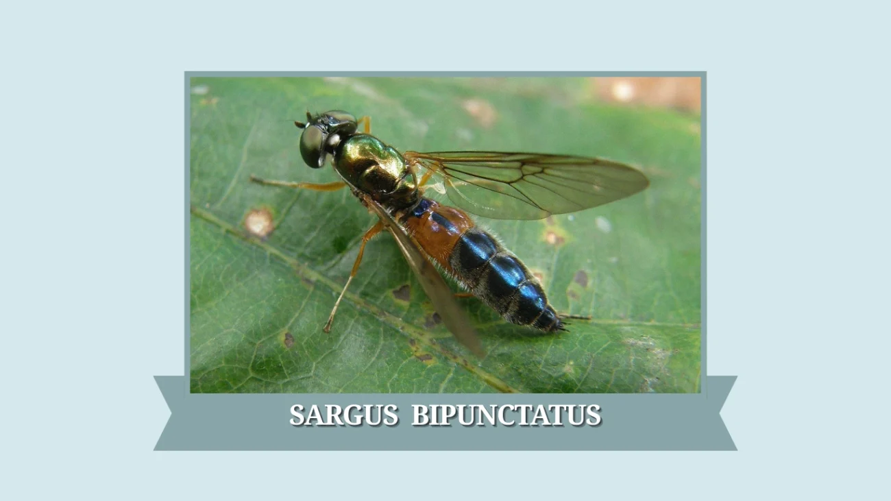 Sargus bipunctatus