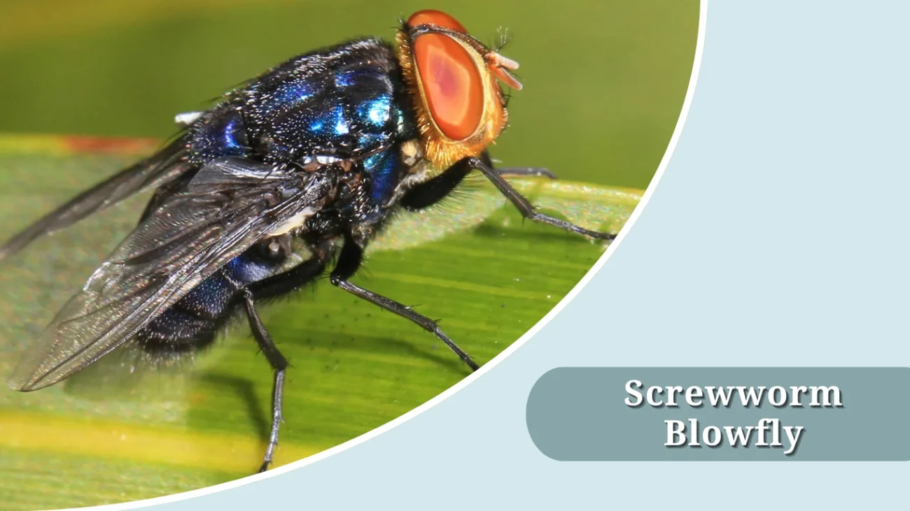 Screwworm Blowfly