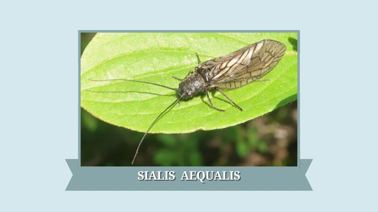 Sialis aequalis
