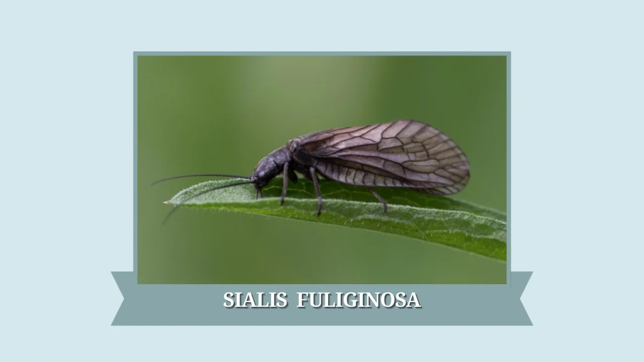 Sialis fuliginosa