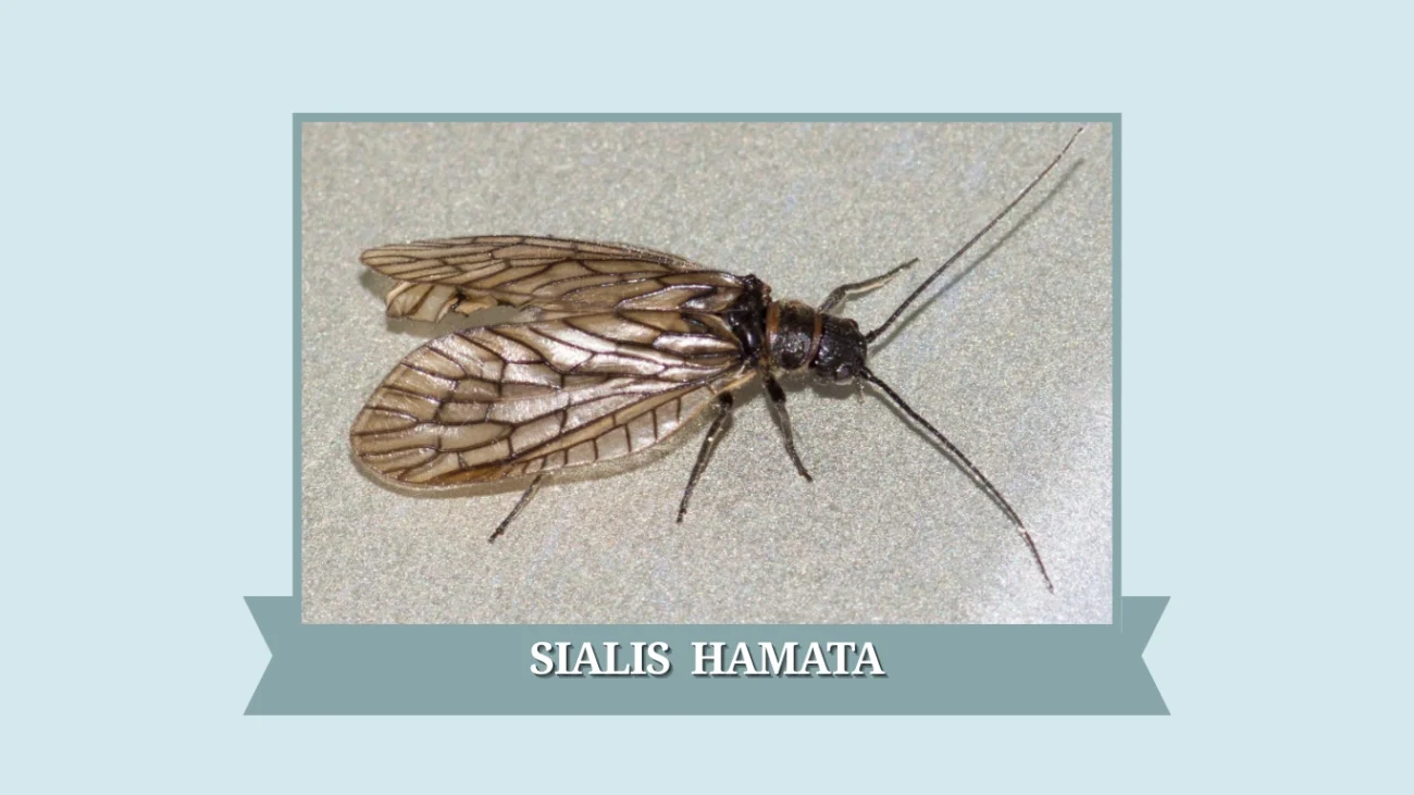 Sialis hamata