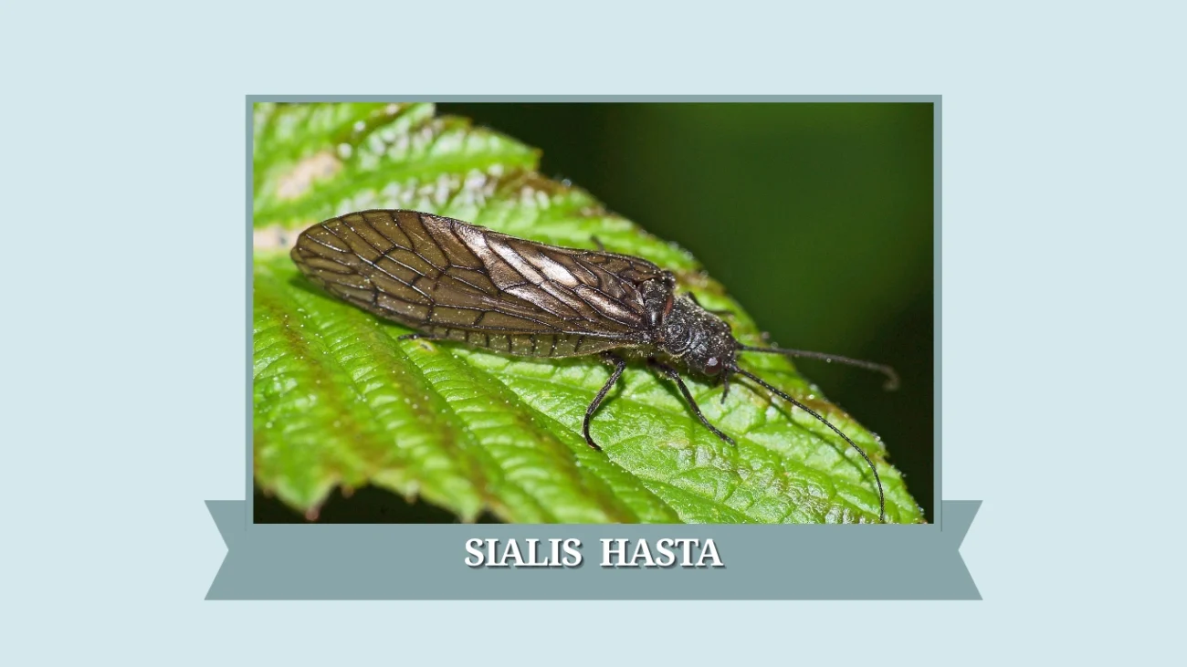 Sialis hasta