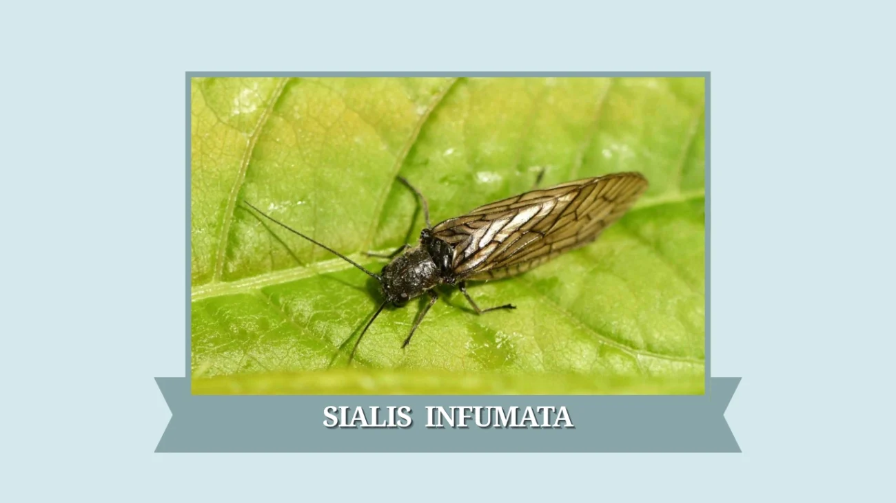 Sialis infumata