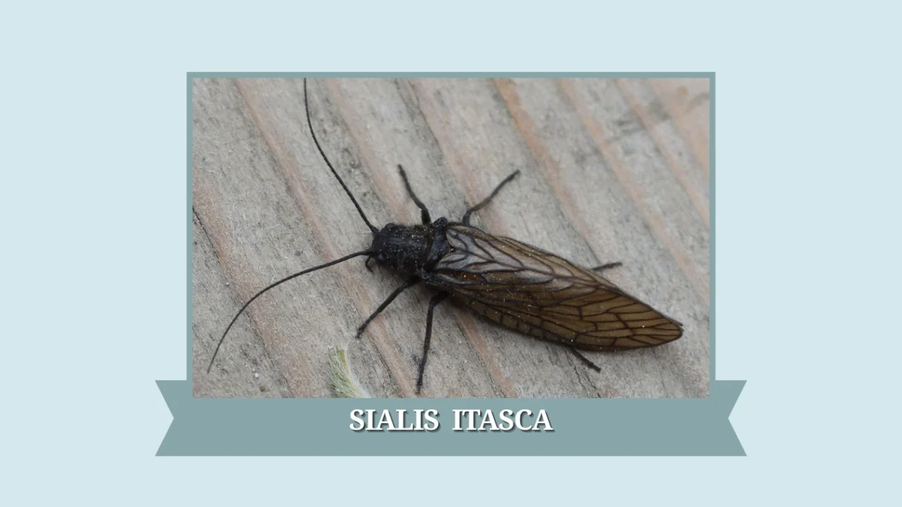 Sialis itasca
