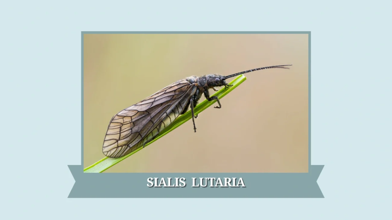 Sialis lutaria