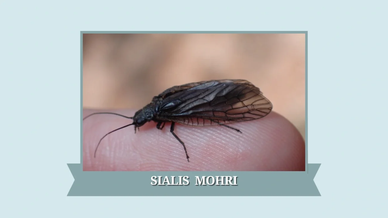 Sialis mohri