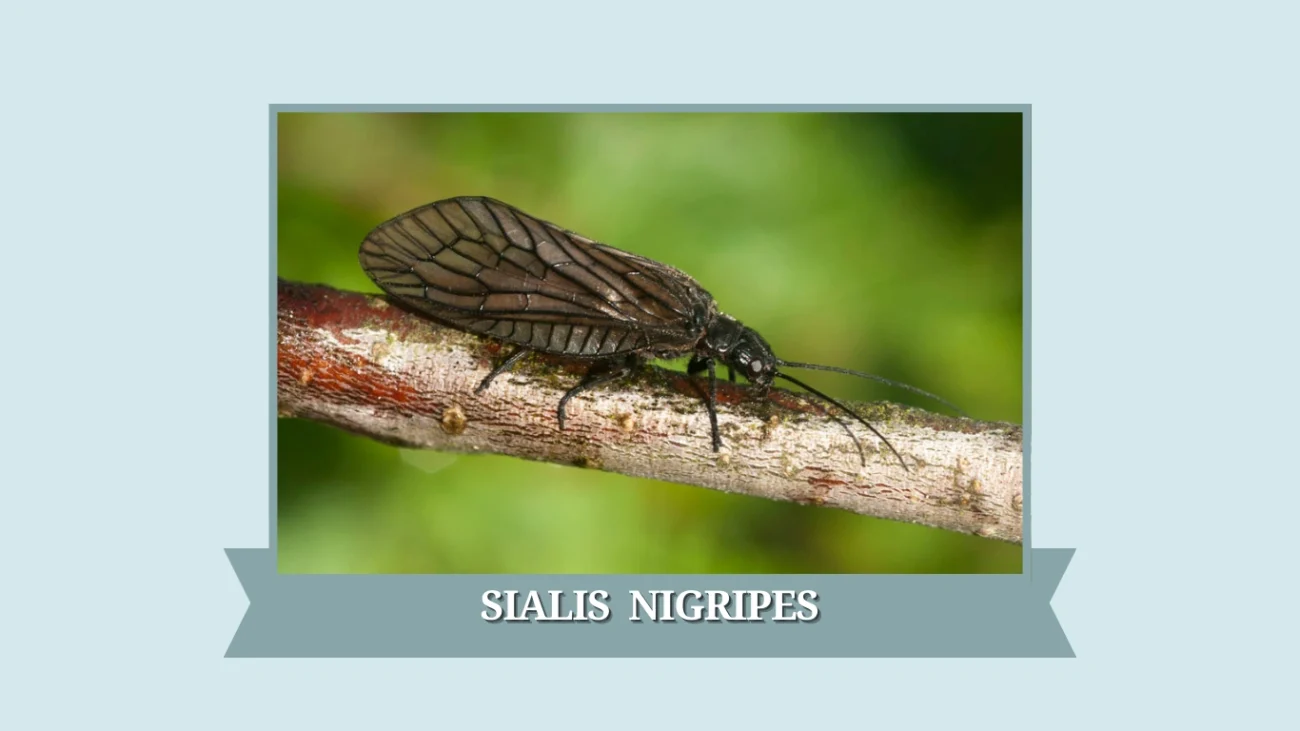 Sialis nigripes