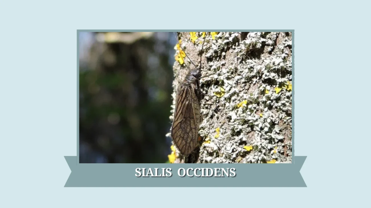 Sialis occidens