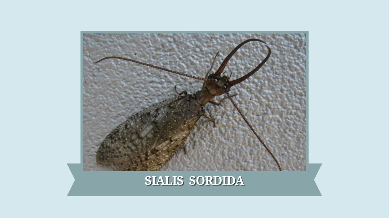 Sialis sordida