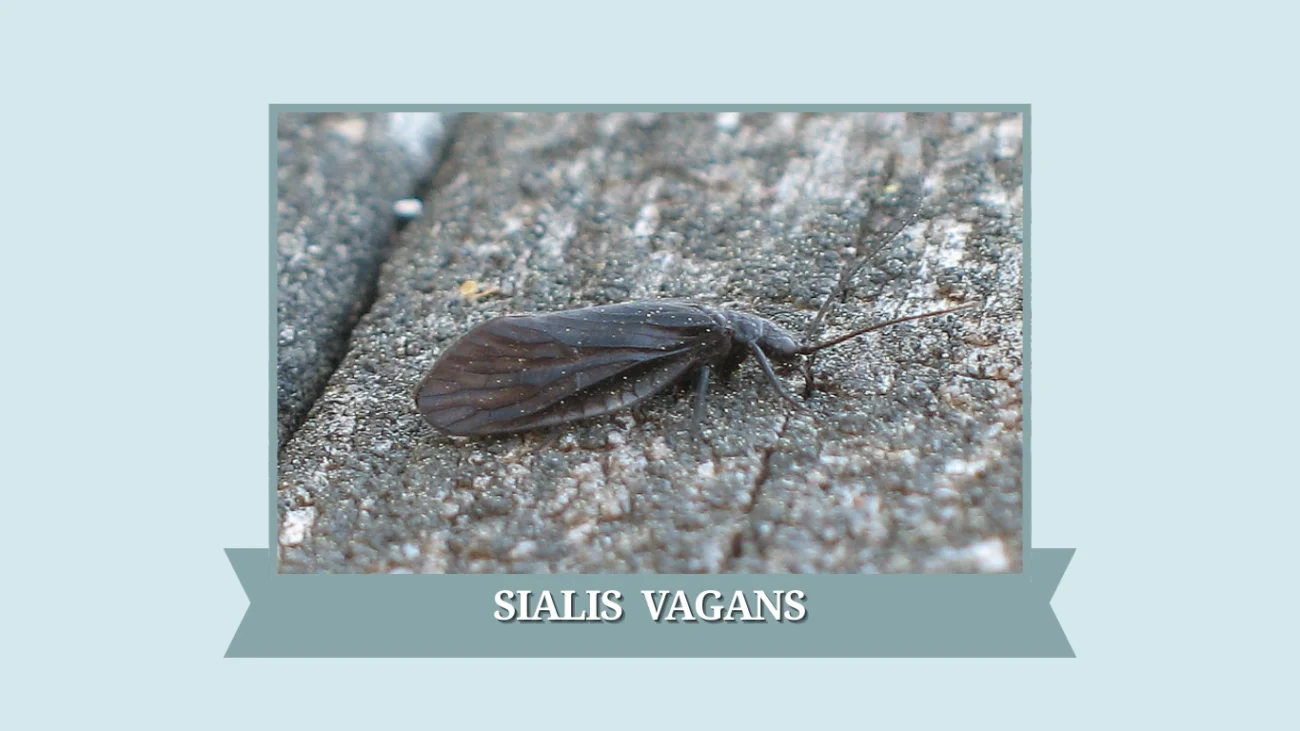 Sialis vagans