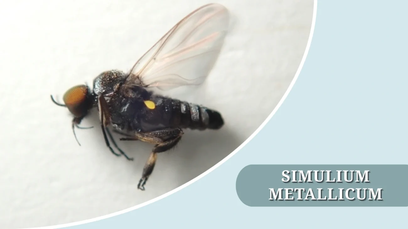Simulium metallicum