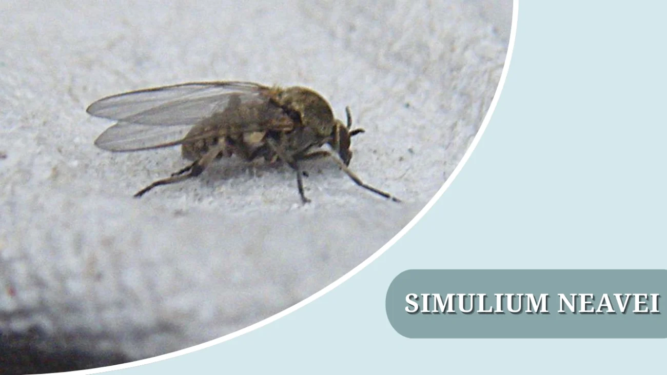 Simulium neavei