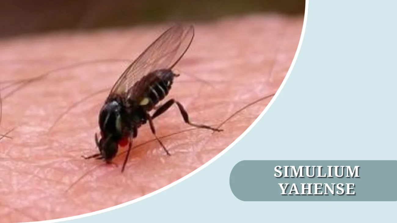 Simulium yahense