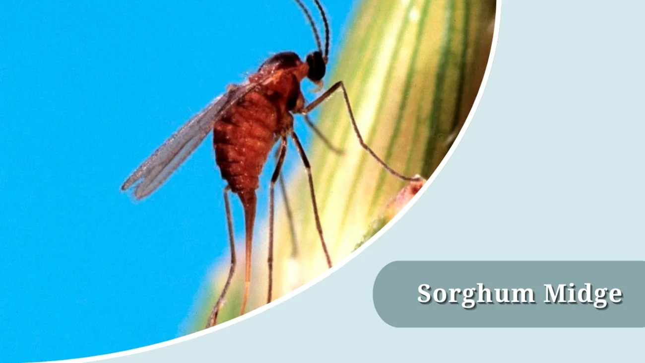 Sorghum Midge