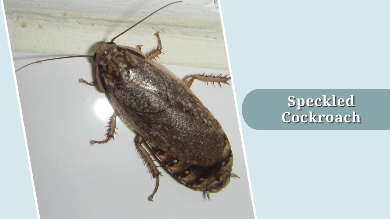 Speckled Cockroach