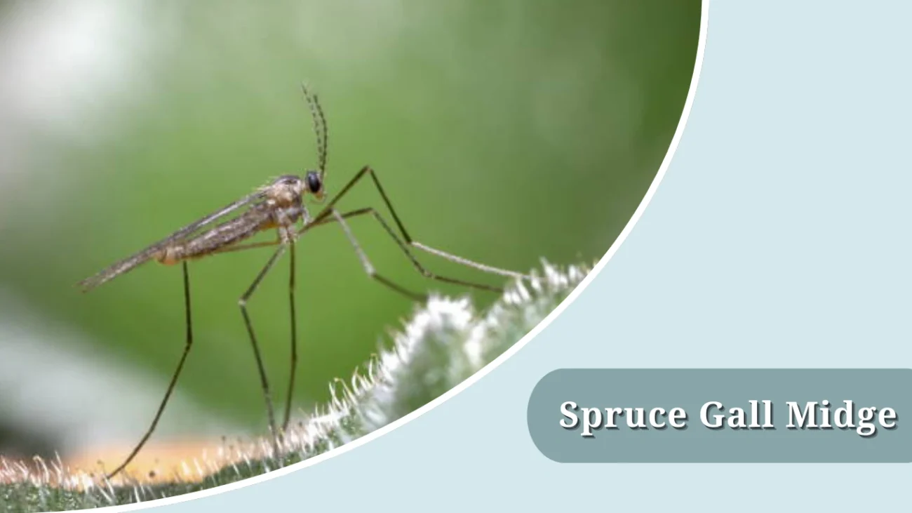 Spruce Gall Midge