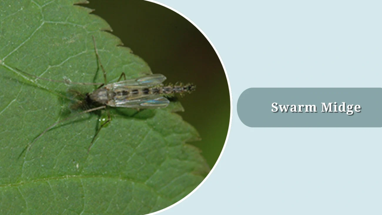 Swarm Midge