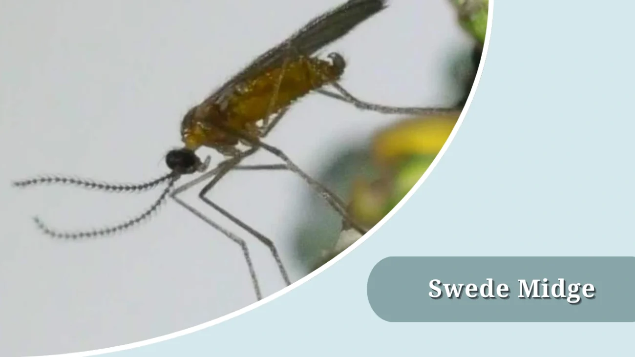 Swede Midge